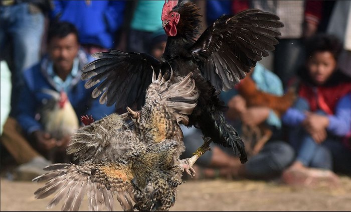 Betting forms in online cockfighting