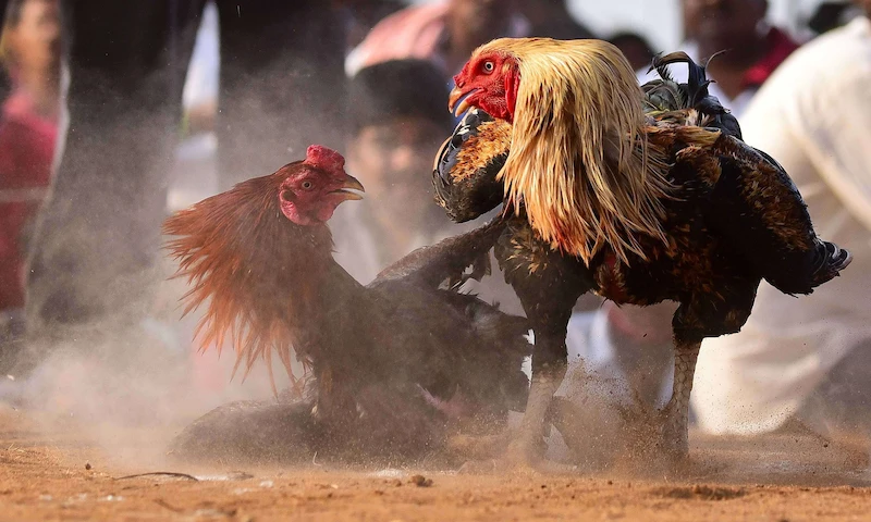 Overview of online cockfighting betting